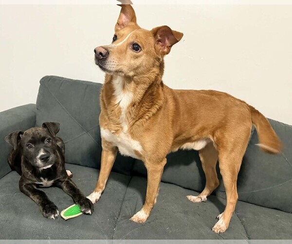 Medium Photo #6 American Staffordshire Terrier-Unknown Mix Puppy For Sale in Holly Springs, NC, USA