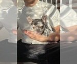 Small #3 French Bulldog