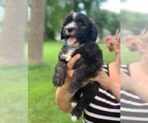 Medium Old English Sheepdog-Saint Bernard Mix