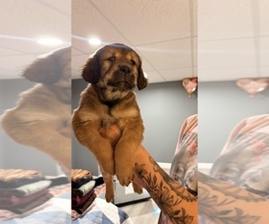 English Cream Golden Retriever Puppy for sale in PROVIDENCE, RI, USA