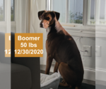 Small #3 Doberman Pinscher-Rhodesian Ridgeback Mix