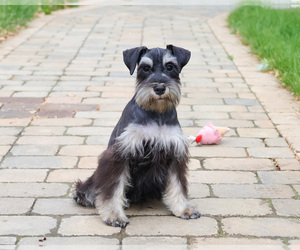 Schnauzer (Miniature) Puppy for sale in SYRACUSE, IN, USA