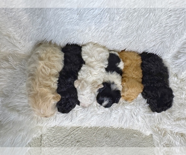 Medium Photo #2 Maltipoo (Miniature) Puppy For Sale in VALDOSTA, GA, USA