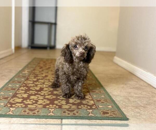 Medium Photo #3 Poodle (Toy) Puppy For Sale in TUCSON, AZ, USA