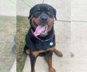 Rottweiler Dogs for adoption in Forestville, MD, USA