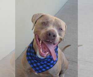Blue - Male American Staffordshire Terrier-Unknown Mix Dog for Adoption - Photo #2