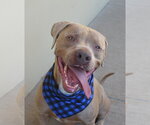 Small Photo #2 American Staffordshire Terrier-Unknown Mix Puppy For Sale in McKinney, TX, USA