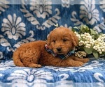 Small Photo #4 Goldendoodle (Miniature) Puppy For Sale in QUARRYVILLE, PA, USA