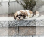 Small #1 Shih Tzu