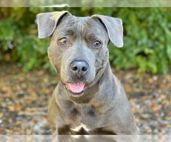 Medium Photo #1 Labrador Retriever-Staffordshire Bull Terrier Mix Puppy For Sale in Tavares, FL, USA