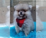 Small Photo #8 Pomeranian Puppy For Sale in CARTHAGE, TX, USA
