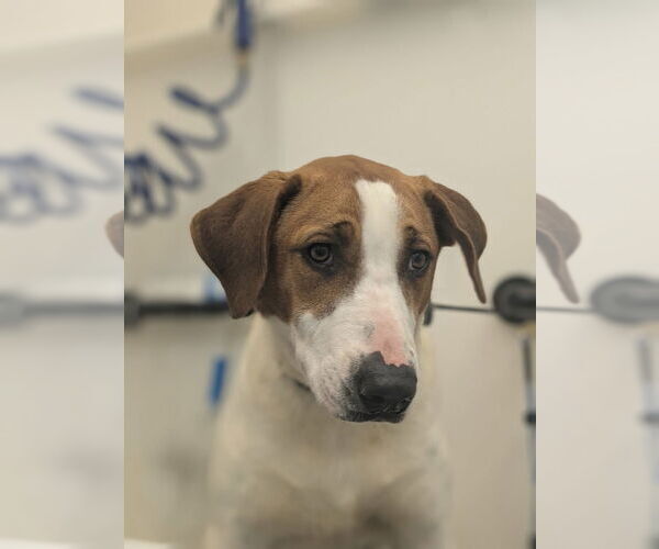 Medium Photo #1 Labrador Retriever-Unknown Mix Puppy For Sale in Muskegon, MI, USA