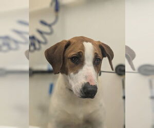 Labrador Retriever Mix Dog for Adoption in Muskegon, Michigan USA