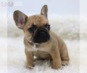 French Bulldog Puppy for sale in NEW YORK, NY, USA