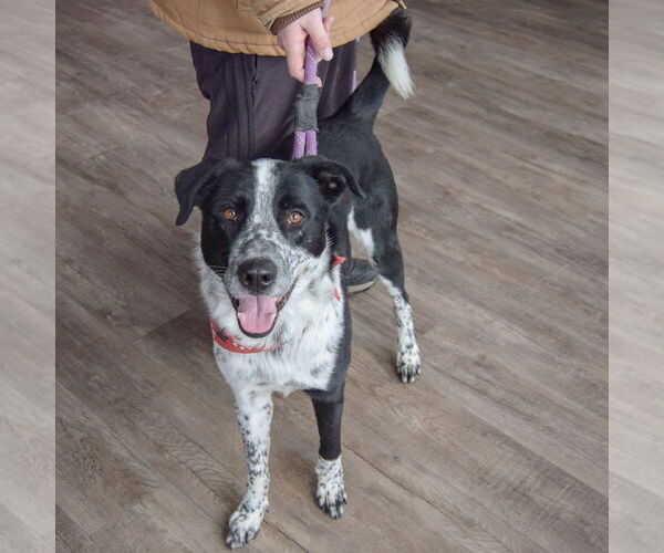 Medium Photo #5 Border Collie-Unknown Mix Puppy For Sale in Huntley, IL, USA