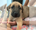 Puppy Puppy 5 Belgian Malinois-Boerboel Mix