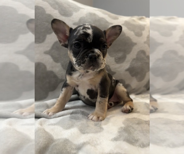 Medium Photo #16 French Bulldog Puppy For Sale in MIDDLEBURY, IN, USA