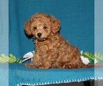 Small Poodle (Toy)