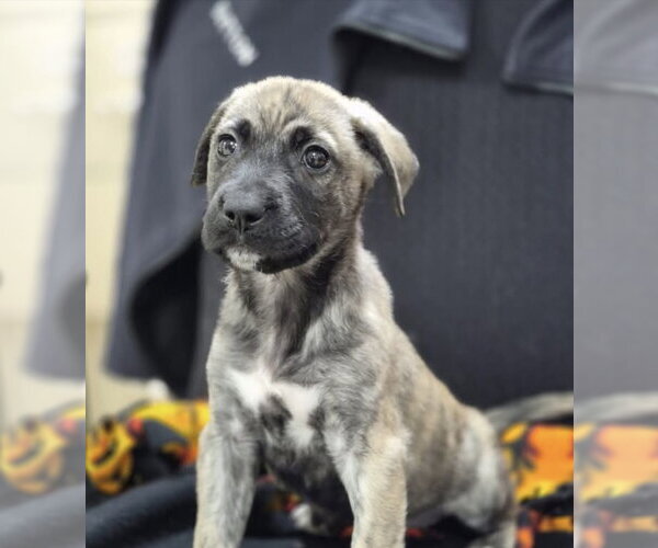 Medium Photo #6 German Shepherd Dog-Unknown Mix Puppy For Sale in Columbus, IN, USA