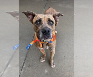 American Bulldog-Unknown Mix Dogs for adoption in Tulsa, OK, USA