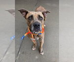 AKITA - Female American Bulldog-Unknown Mix Dog for Adoption - Small photo