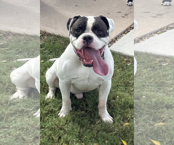 Medium Photo #2 American Staffordshire Terrier-Boxer Mix Puppy For Sale in Phoenix, AZ, USA