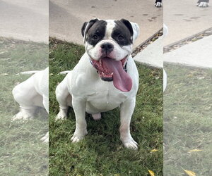 Freddy - Male American Staffordshire Terrier-Boxer Mix Dog for Adoption - Photo #2