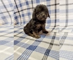 Small Photo #4 Morkie-Yorkshire Terrier Mix Puppy For Sale in HAMPTON, VA, USA