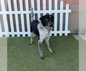 Border Collie Dogs for adoption in Modesto, CA, USA