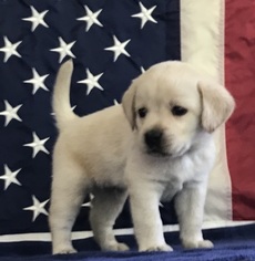 Labrador Retriever Puppy for sale in NEW ALBANY, PA, USA