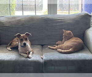 Jack Russell Terrier-Unknown Mix Dogs for adoption in Mechanicsburg, PA, USA