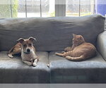 Small Jack Russell Terrier Mix