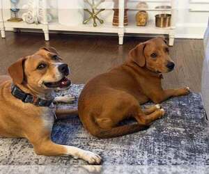 Woodford - Male Mutt Dog for Adoption - Photo #2