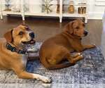 Small Photo #2 Mutt Puppy For Sale in Mundelein, IL, USA