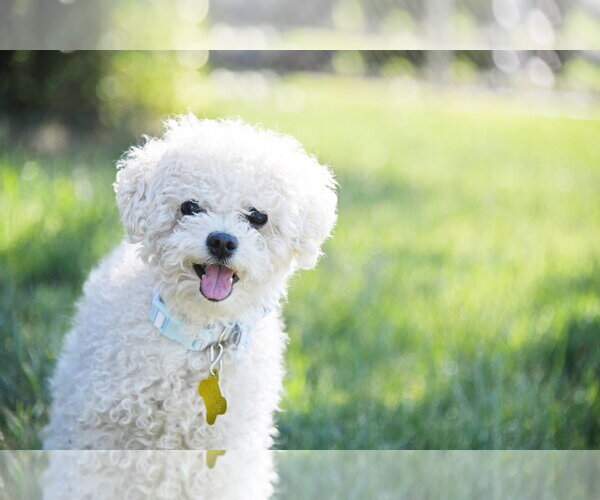 Medium Photo #1 Mutt Puppy For Sale in Sandy, UT, USA