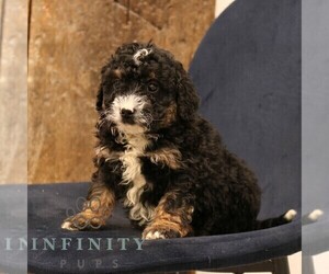 Bernedoodle (Miniature) Puppy for sale in NARVON, PA, USA