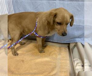 Chihuahua-Unknown Mix Dogs for adoption in Modesto, CA, USA