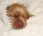 Puppy Sasha Labrador Retriever