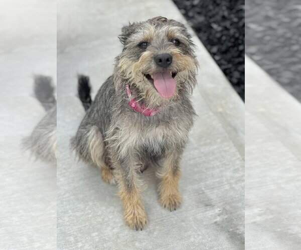 Medium Photo #1 Border Terrier-Unknown Mix Puppy For Sale in Rosenberg, TX, USA