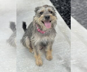 Border Terrier-Unknown Mix Dogs for adoption in Rosenberg, TX, USA