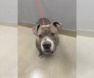 Mutt Dogs for adoption in Las Vegas, NV, USA