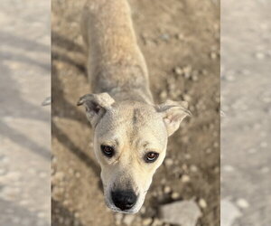 Kela - Female American Pit Bull Terrier-Unknown Mix Dog for Adoption - Photo #7