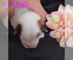 Small #8 Yorkipoo
