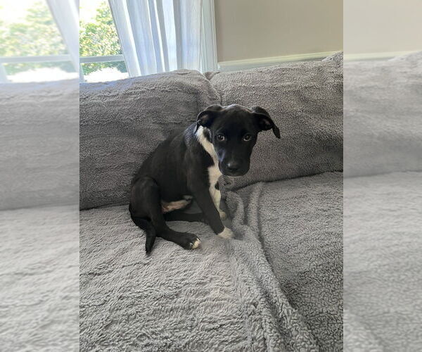 Medium Photo #1 American Pit Bull Terrier-Labrador Retriever Mix Puppy For Sale in Raleigh, NC, USA