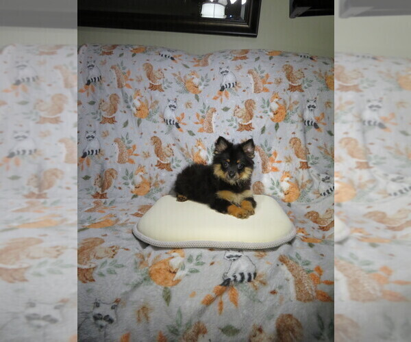 Medium Photo #3 Pomeranian Puppy For Sale in COOKEVILLE, TN, USA