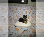 Small #2 Pomeranian