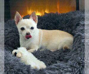 Milly - Female Chihuahua Dog for Adoption - Photo #5