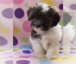 Small Photo #8 Shih-Poo Puppy For Sale in BAY VIEW, WI, USA
