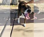 Small #1 Mutt