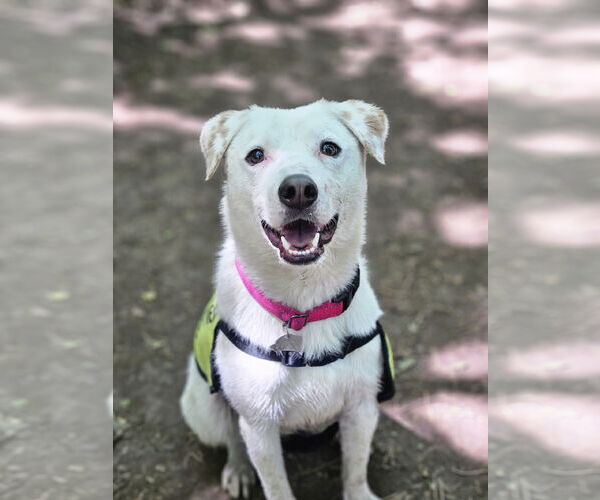 Medium Photo #3  Puppy For Sale in , 